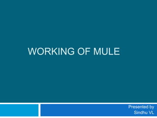 WORKING OF MULE
Presented by
Sindhu VL
 