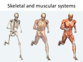 Skeletal and muscular systems
 