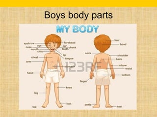 Boys body parts 
 