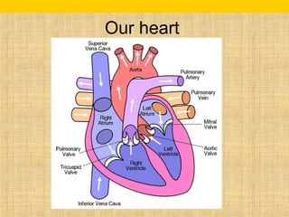 Our heart 
 