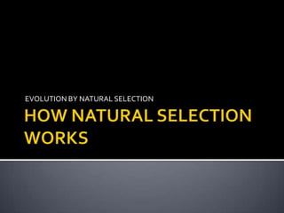 HOW NATURAL SELECTION WORKS EVOLUTION BY NATURAL SELECTION 