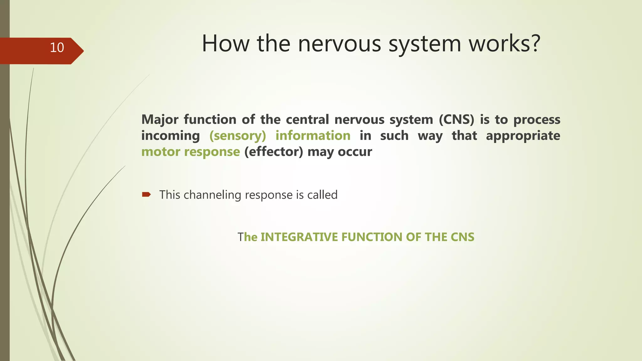 How the nervous system works?
Major function of the central nervous system (CNS) is to process
incoming (sensory) information in such way that appropriate
motor response (effector) may occur
 This channeling response is called
The INTEGRATIVE FUNCTION OF THE CNS
10
 