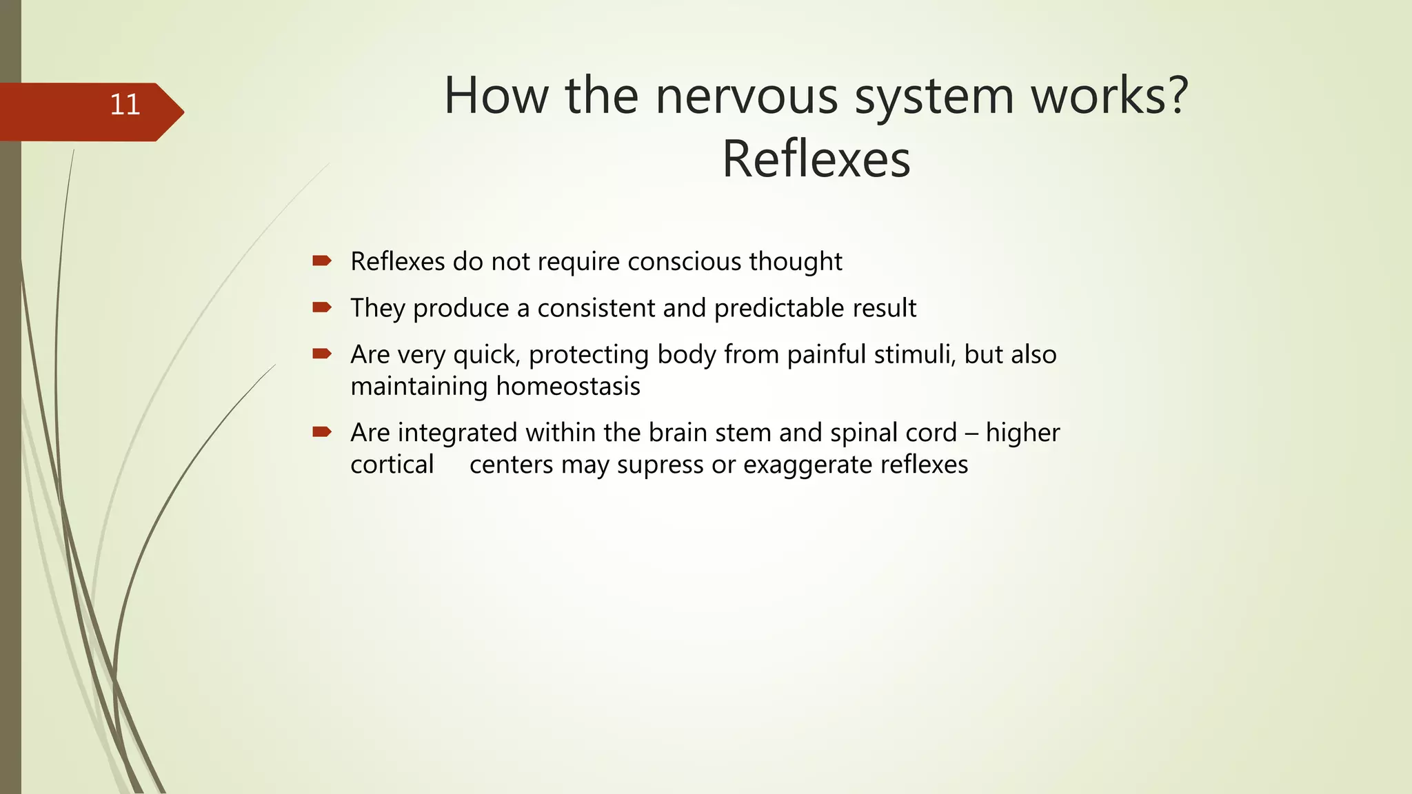 How the nervous system works?
Reflexes
 Reflexes do not require conscious thought
 They produce a consistent and predictable result
 Are very quick, protecting body from painful stimuli, but also
maintaining homeostasis
 Are integrated within the brain stem and spinal cord – higher
cortical centers may supress or exaggerate reflexes
11
 