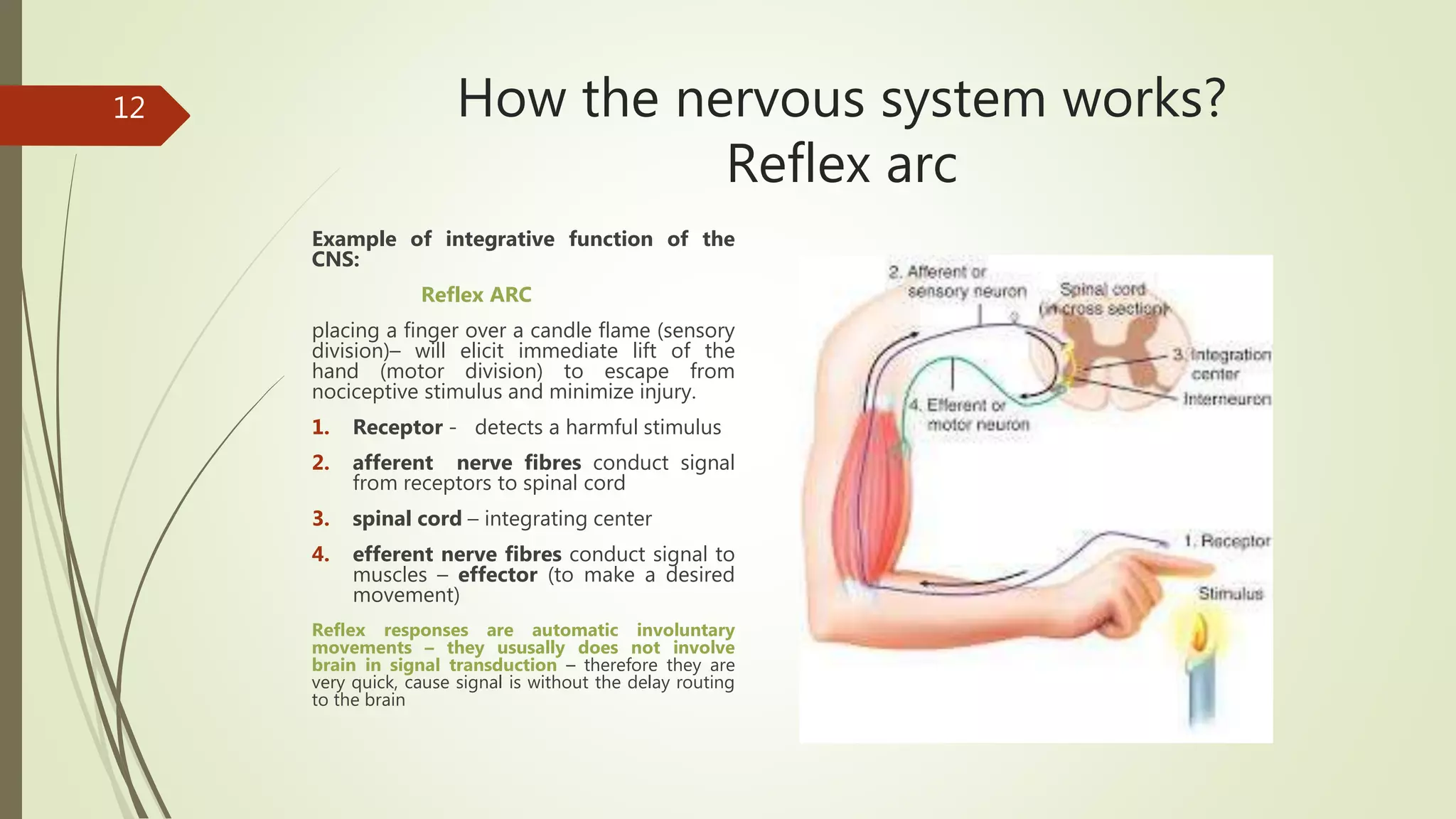 How the nervous system works?
Reflex arc
Example of integrative function of the
CNS:
Reflex ARC
placing a finger over a candle flame (sensory
division)– will elicit immediate lift of the
hand (motor division) to escape from
nociceptive stimulus and minimize injury.
1. Receptor - detects a harmful stimulus
2. afferent nerve fibres conduct signal
from receptors to spinal cord
3. spinal cord – integrating center
4. efferent nerve fibres conduct signal to
muscles – effector (to make a desired
movement)
Reflex responses are automatic involuntary
movements – they ususally does not involve
brain in signal transduction – therefore they are
very quick, cause signal is without the delay routing
to the brain
12
 