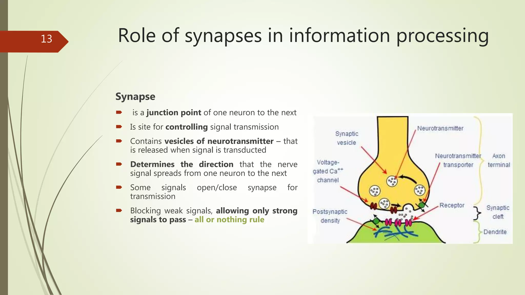 Role of synapses in information processing
Synapse
 is a junction point of one neuron to the next
 Is site for controlling signal transmission
 Contains vesicles of neurotransmitter – that
is released when signal is transducted
 Determines the direction that the nerve
signal spreads from one neuron to the next
 Some signals open/close synapse for
transmission
 Blocking weak signals, allowing only strong
signals to pass – all or nothing rule
13
 