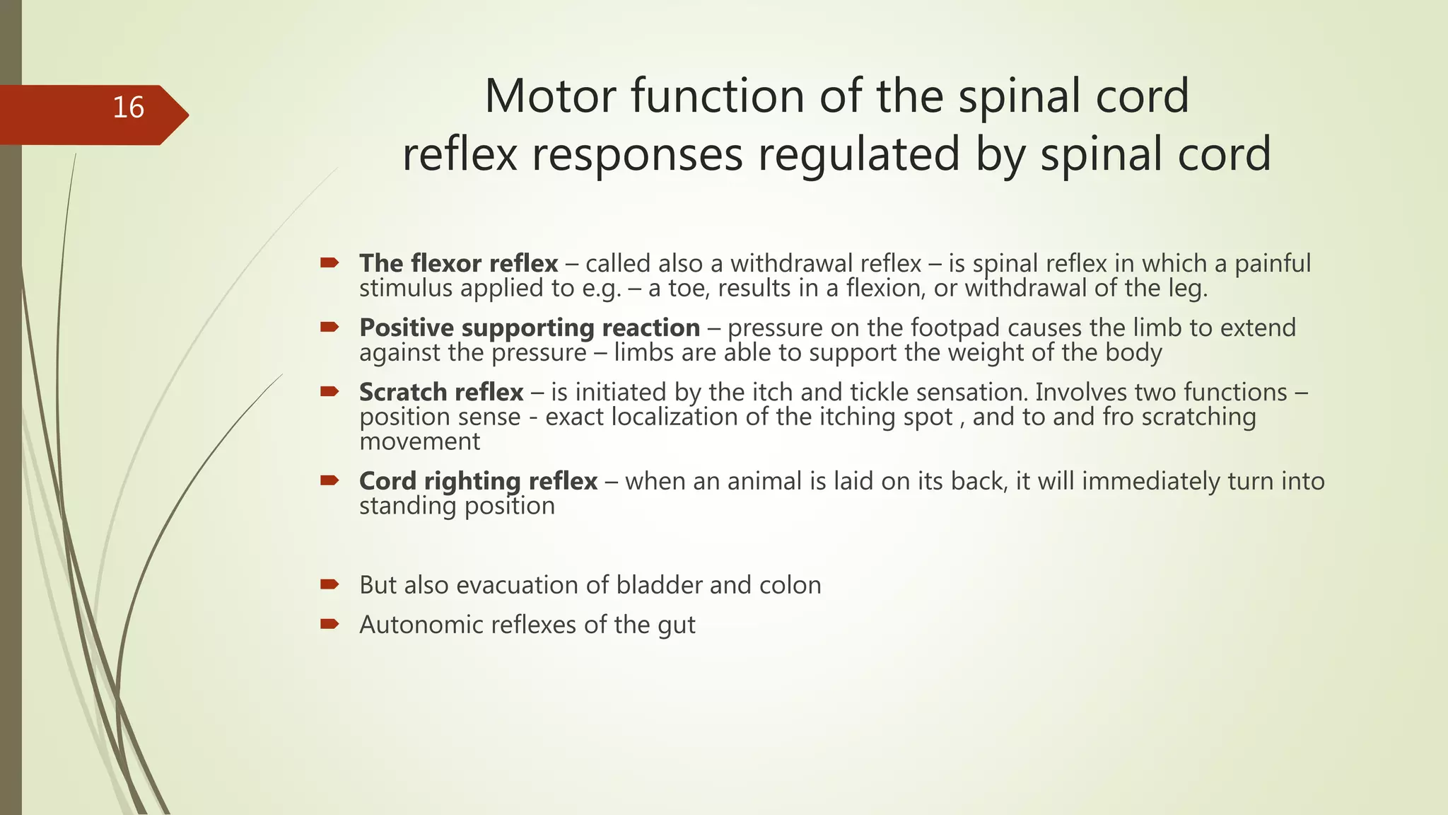 Motor function of the spinal cord
reflex responses regulated by spinal cord
 The flexor reflex – called also a withdrawal reflex – is spinal reflex in which a painful
stimulus applied to e.g. – a toe, results in a flexion, or withdrawal of the leg.
 Positive supporting reaction – pressure on the footpad causes the limb to extend
against the pressure – limbs are able to support the weight of the body
 Scratch reflex – is initiated by the itch and tickle sensation. Involves two functions –
position sense - exact localization of the itching spot , and to and fro scratching
movement
 Cord righting reflex – when an animal is laid on its back, it will immediately turn into
standing position
 But also evacuation of bladder and colon
 Autonomic reflexes of the gut
16
 