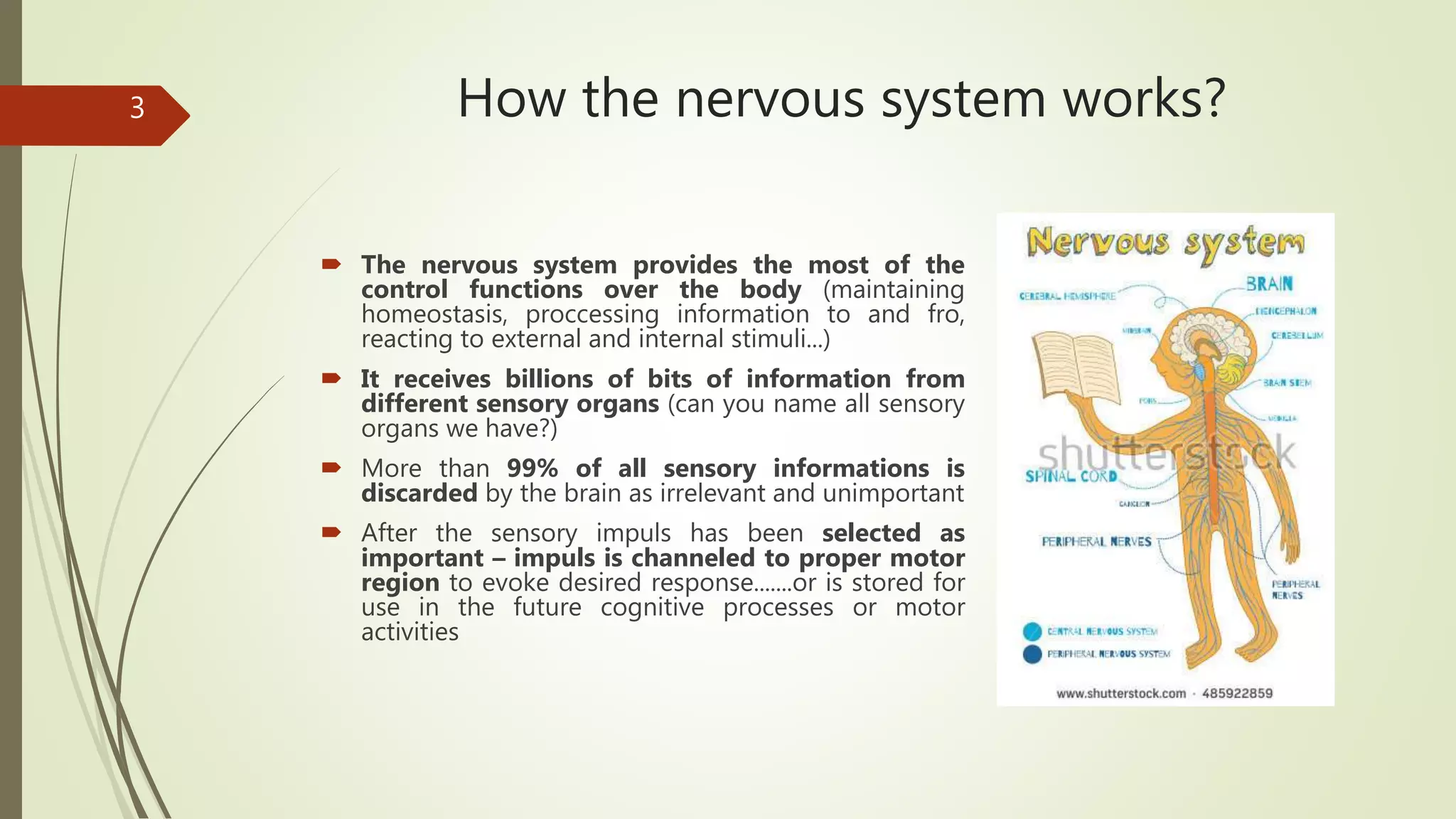 How the nervous system works?
 The nervous system provides the most of the
control functions over the body (maintaining
homeostasis, proccessing information to and fro,
reacting to external and internal stimuli...)
 It receives billions of bits of information from
different sensory organs (can you name all sensory
organs we have?)
 More than 99% of all sensory informations is
discarded by the brain as irrelevant and unimportant
 After the sensory impuls has been selected as
important – impuls is channeled to proper motor
region to evoke desired response.......or is stored for
use in the future cognitive processes or motor
activities
3
 