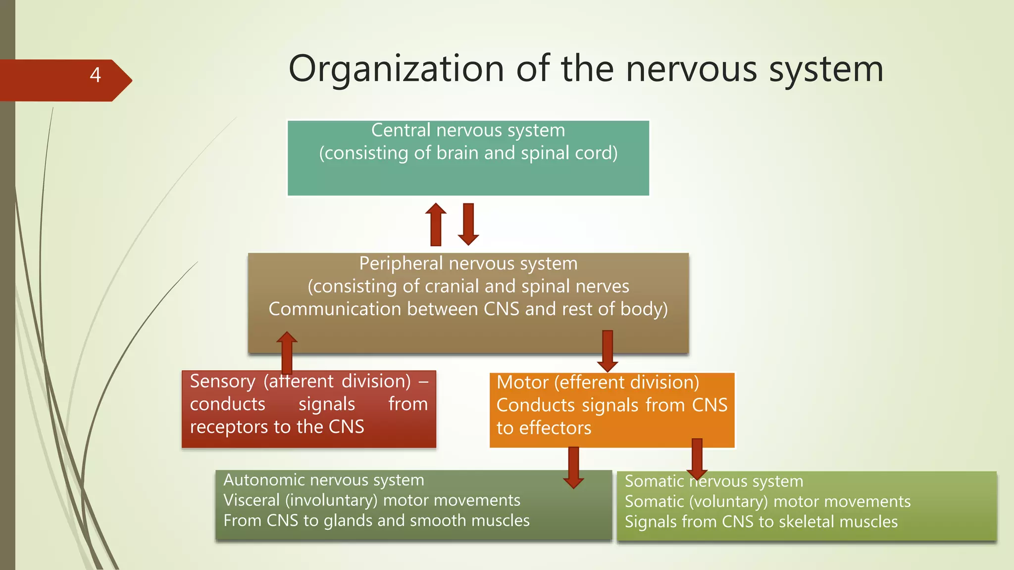 Organization of the nervous system
Central nervous system
(consisting of brain and spinal cord)
Peripheral nervous system
(consisting of cranial and spinal nerves
Communication between CNS and rest of body)
Sensory (afferent division) –
conducts signals from
receptors to the CNS
Motor (efferent division)
Conducts signals from CNS
to effectors
Autonomic nervous system
Visceral (involuntary) motor movements
From CNS to glands and smooth muscles
Somatic nervous system
Somatic (voluntary) motor movements
Signals from CNS to skeletal muscles
4
 