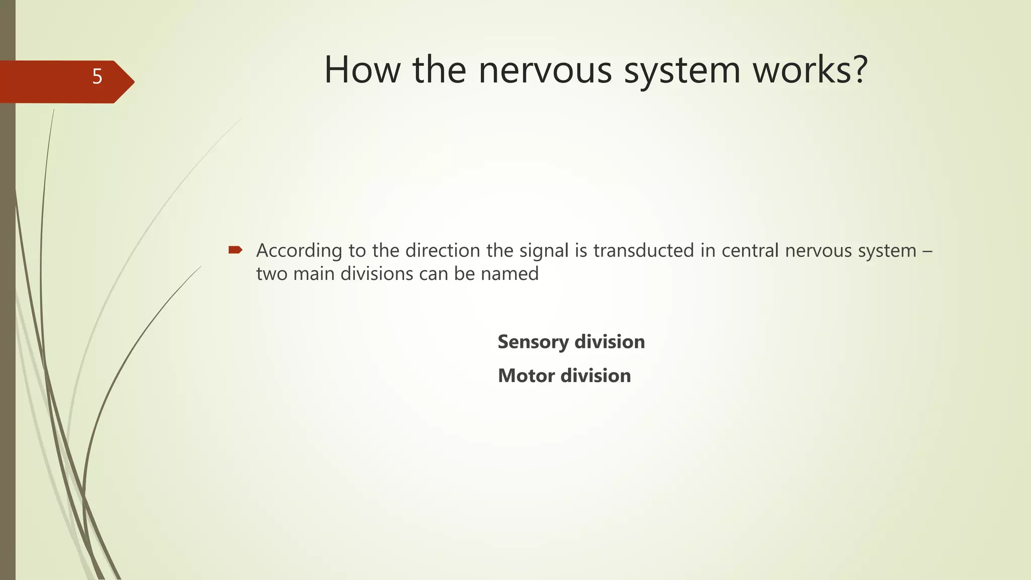 How the nervous system works?
 According to the direction the signal is transducted in central nervous system –
two main divisions can be named
Sensory division
Motor division
5
 