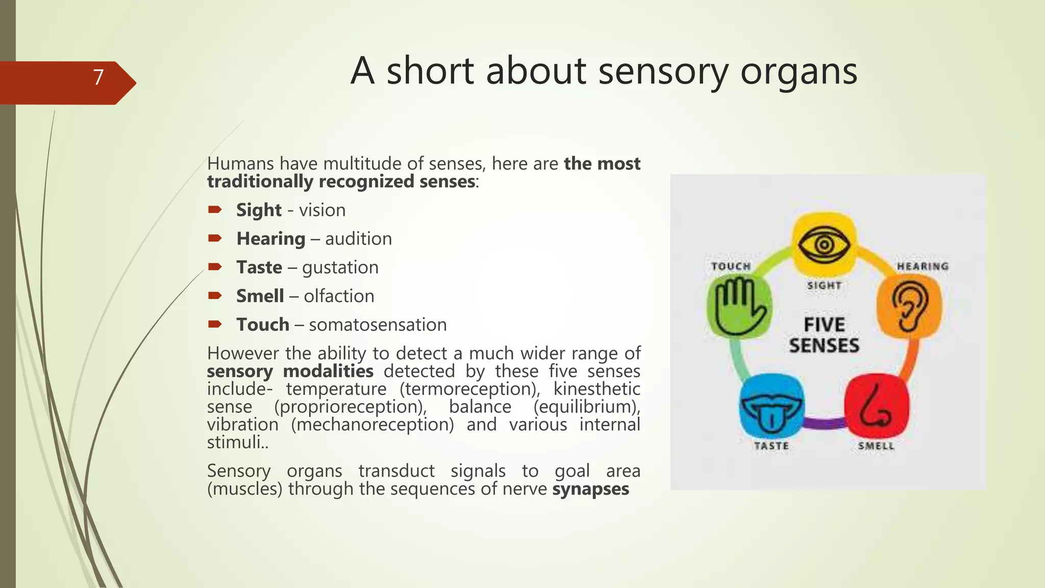 A short about sensory organs
Humans have multitude of senses, here are the most
traditionally recognized senses:
 Sight - vision
 Hearing – audition
 Taste – gustation
 Smell – olfaction
 Touch – somatosensation
However the ability to detect a much wider range of
sensory modalities detected by these five senses
include- temperature (termoreception), kinesthetic
sense (proprioreception), balance (equilibrium),
vibration (mechanoreception) and various internal
stimuli..
Sensory organs transduct signals to goal area
(muscles) through the sequences of nerve synapses
7
 