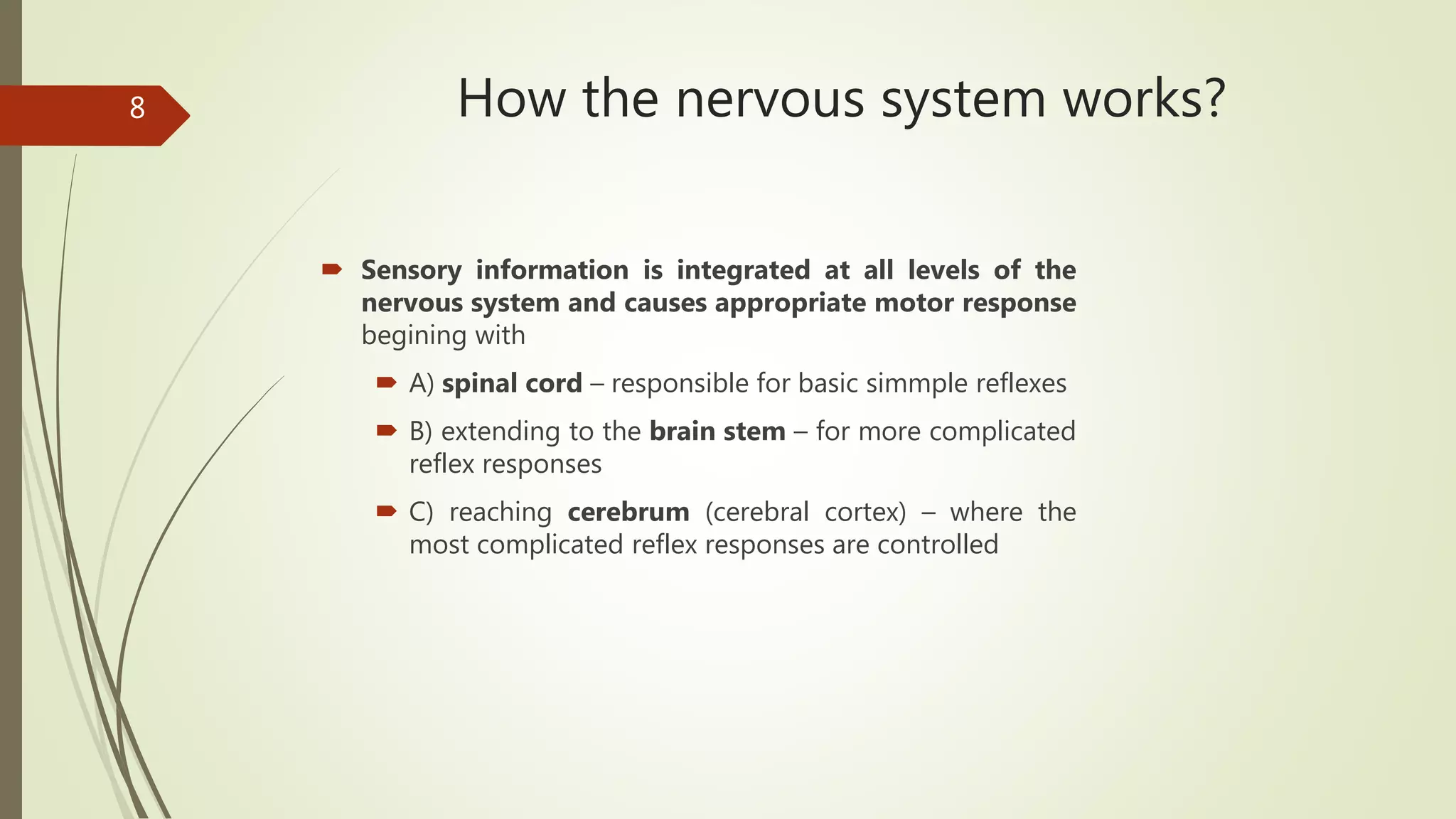 How the nervous system works?
 Sensory information is integrated at all levels of the
nervous system and causes appropriate motor response
begining with
 A) spinal cord – responsible for basic simmple reflexes
 B) extending to the brain stem – for more complicated
reflex responses
 C) reaching cerebrum (cerebral cortex) – where the
most complicated reflex responses are controlled
8
 
