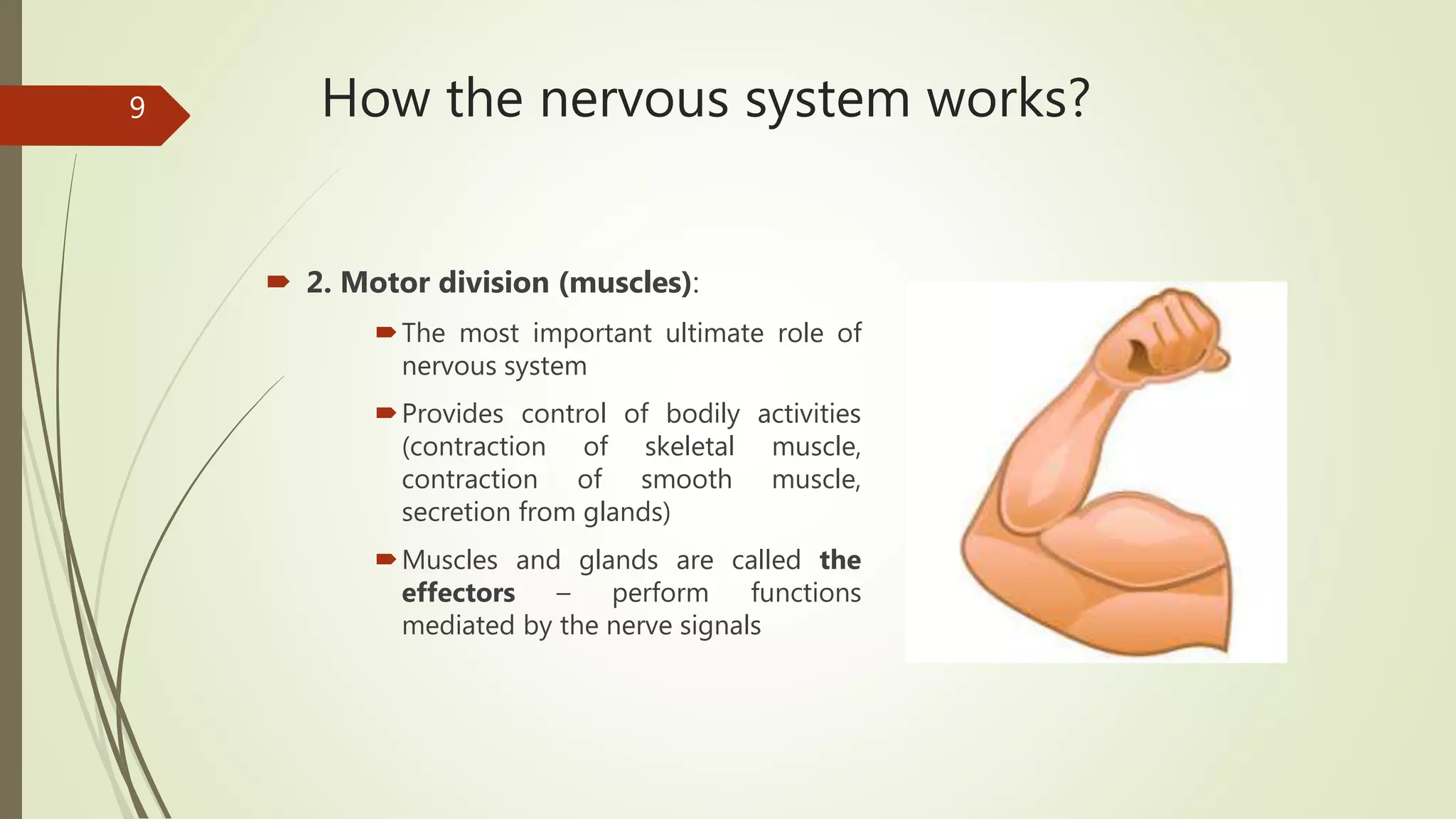 How the nervous system works?
 2. Motor division (muscles):
The most important ultimate role of
nervous system
Provides control of bodily activities
(contraction of skeletal muscle,
contraction of smooth muscle,
secretion from glands)
Muscles and glands are called the
effectors – perform functions
mediated by the nerve signals
9
 