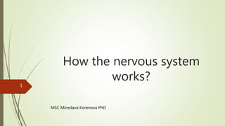 How the nervous system
works?
MSC Miroslava Korenova PhD
1
 
