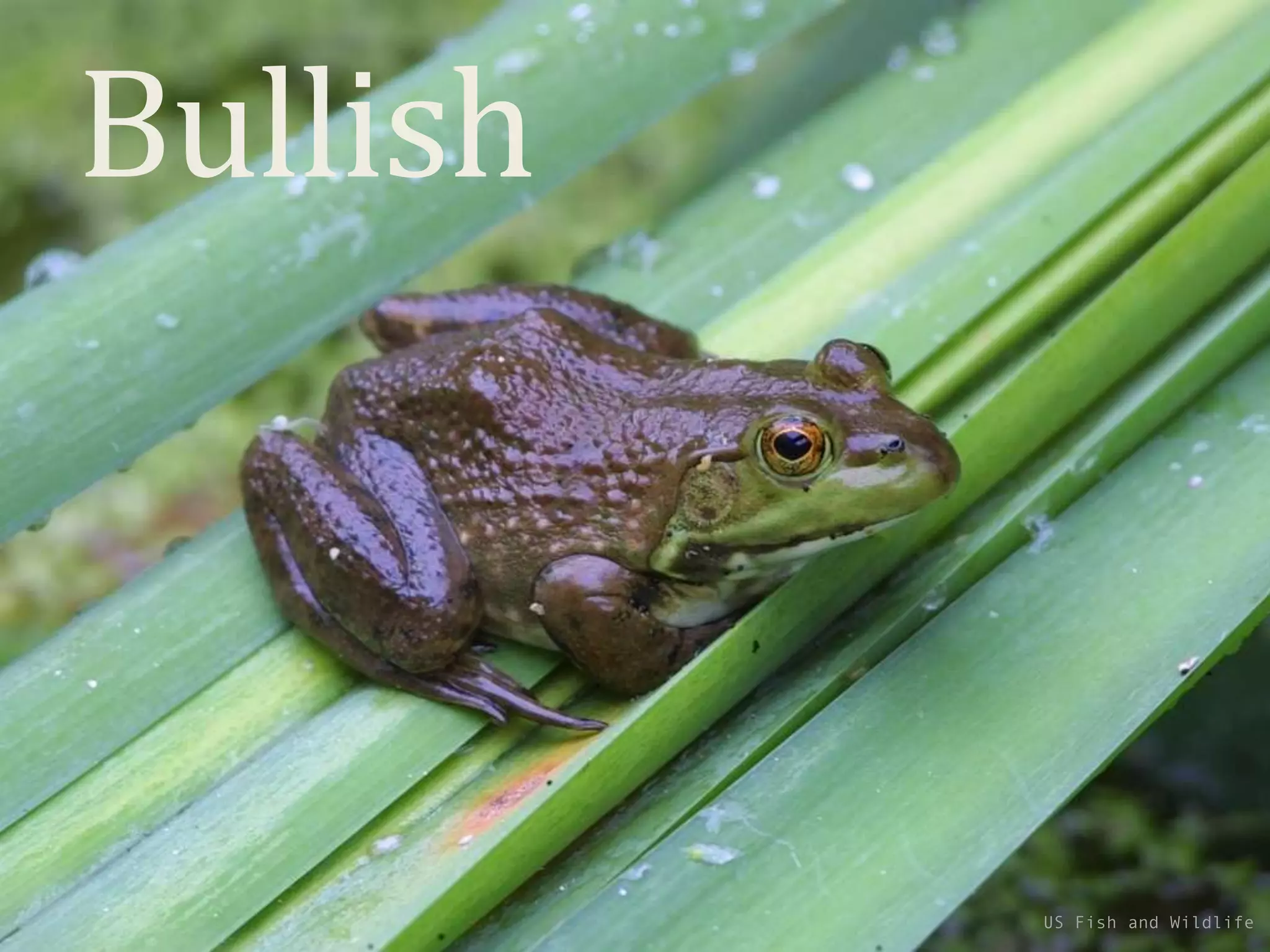 US Fish and Wildlife
Bullish