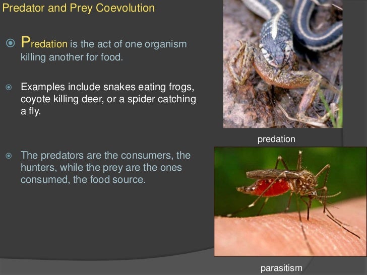 How organisms interact in communities