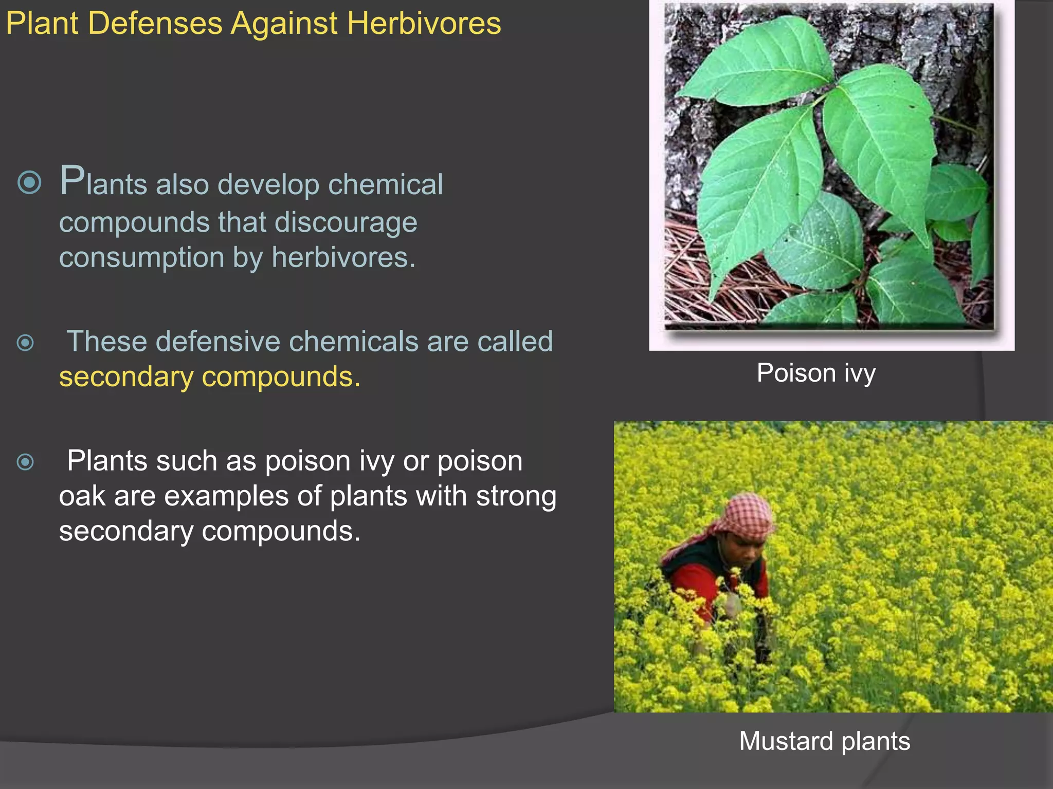 Plant Defenses Against HerbivoresPlants also develop chemical compounds that discourage consumption by herbivores. These defensive chemicals are called secondary compounds.Plants such as poison ivy or poison oak are examples of plants with strong secondary compounds.Poison ivyMustard plants
