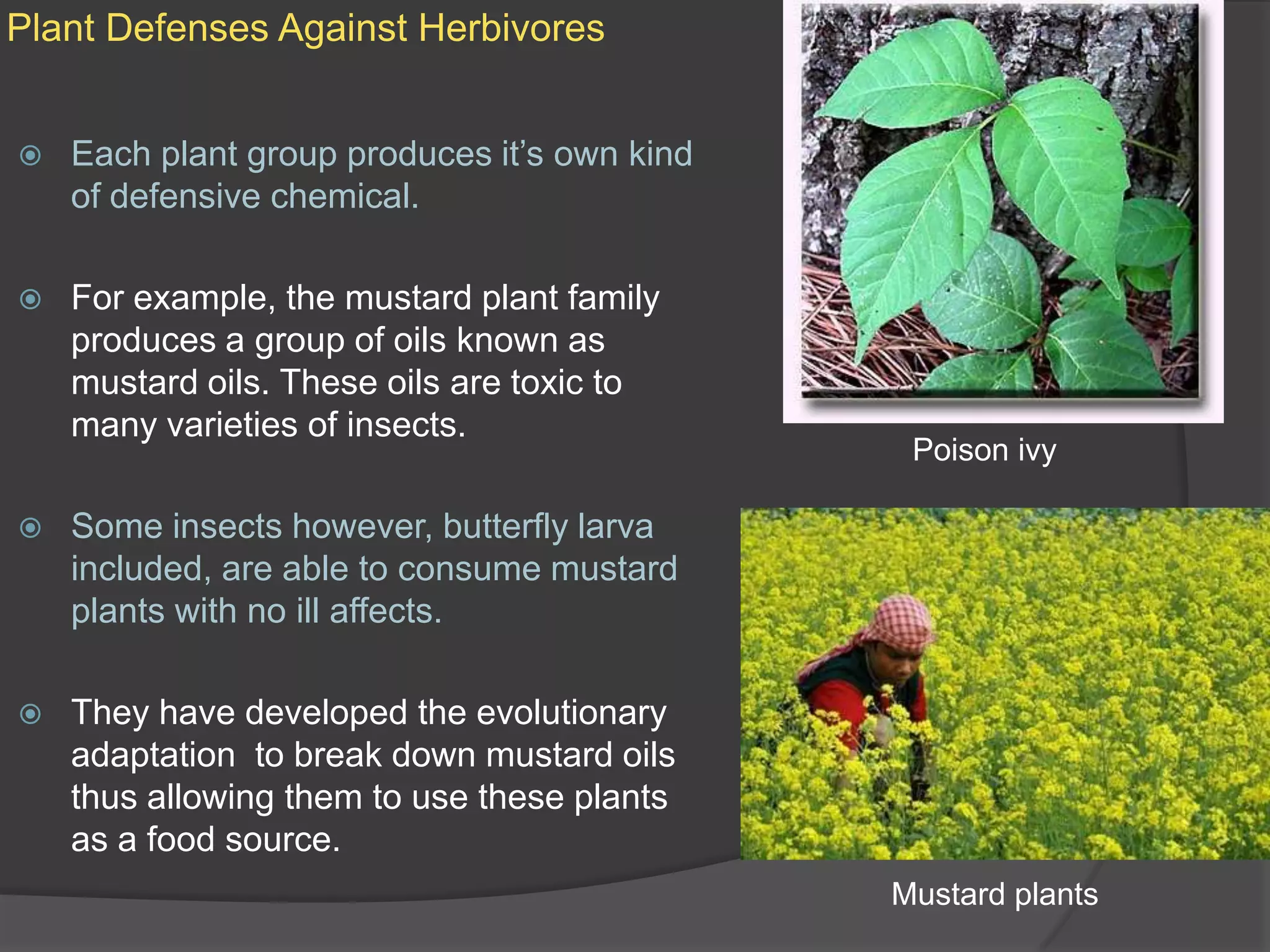Plant Defenses Against HerbivoresEach plant group produces it’s own kind of defensive chemical. For example, the mustard plant family produces a group of oils known as mustard oils. These oils are toxic to many varieties of insects.Some insects however, butterfly larva included, are able to consume mustard plants with no ill affects. They have developed the evolutionary adaptation  to break down mustard oils thus allowing them to use these plants as a food source.Poison ivyMustard plants