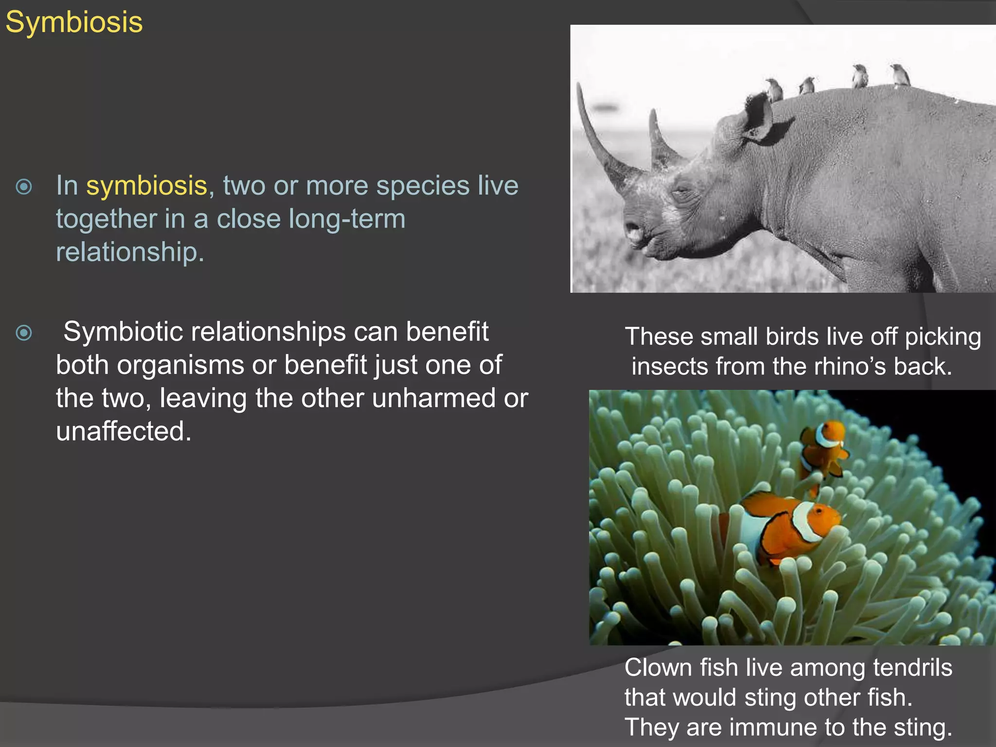SymbiosisIn symbiosis, two or more species live together in a close long-term relationship.  Symbiotic relationships can benefit both organisms or benefit just one of the two, leaving the other unharmed or unaffected. These small birds live off picking insects from the rhino’s back.Clown fish live among tendrilsthat would sting other fish. They are immune to the sting.