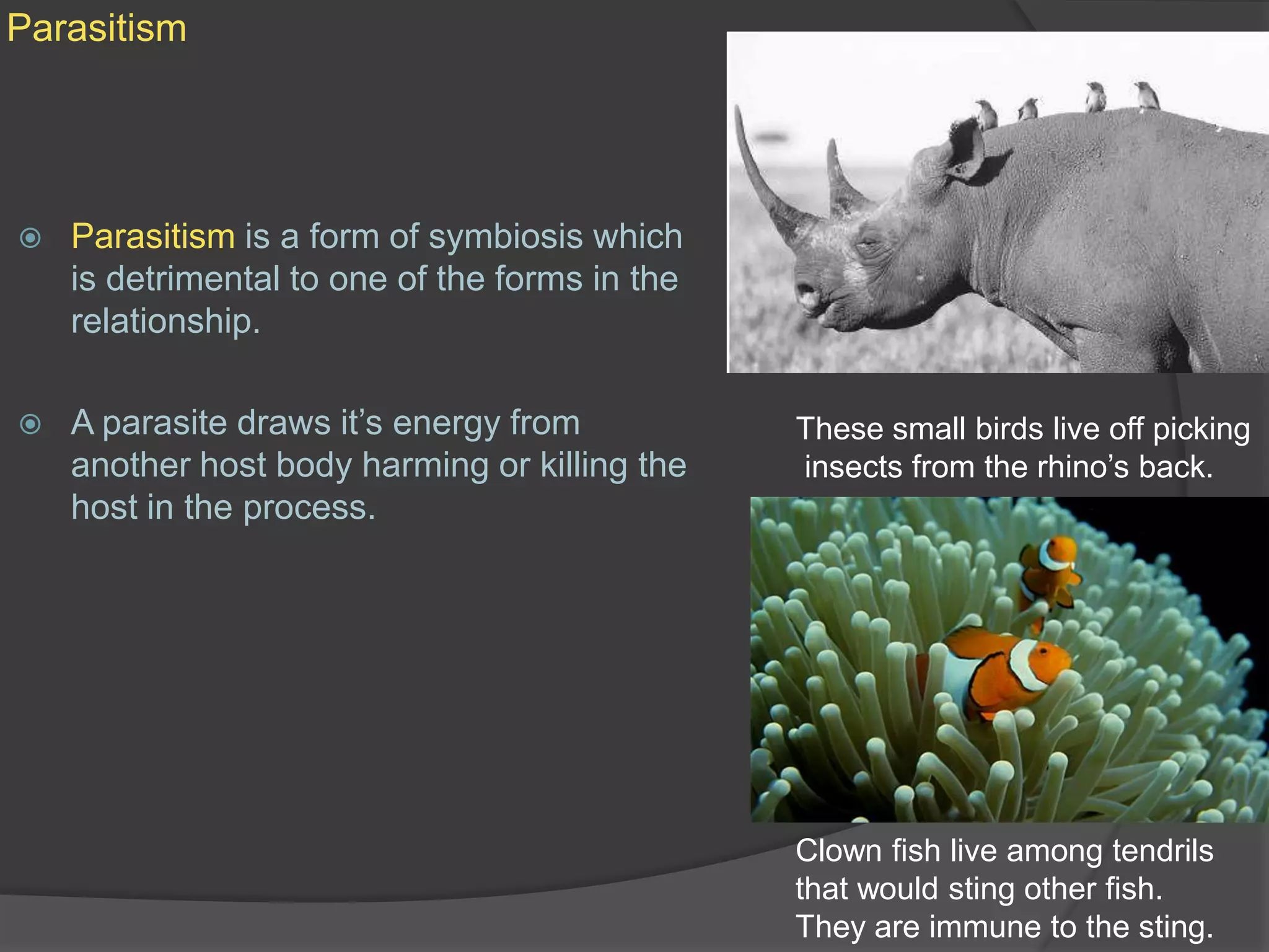 ParasitismParasitism is a form of symbiosis which is detrimental to one of the forms in the relationship. A parasite draws it’s energy from another host body harming or killing the host in the process.These small birds live off picking insects from the rhino’s back.Clown fish live among tendrilsthat would sting other fish. They are immune to the sting.