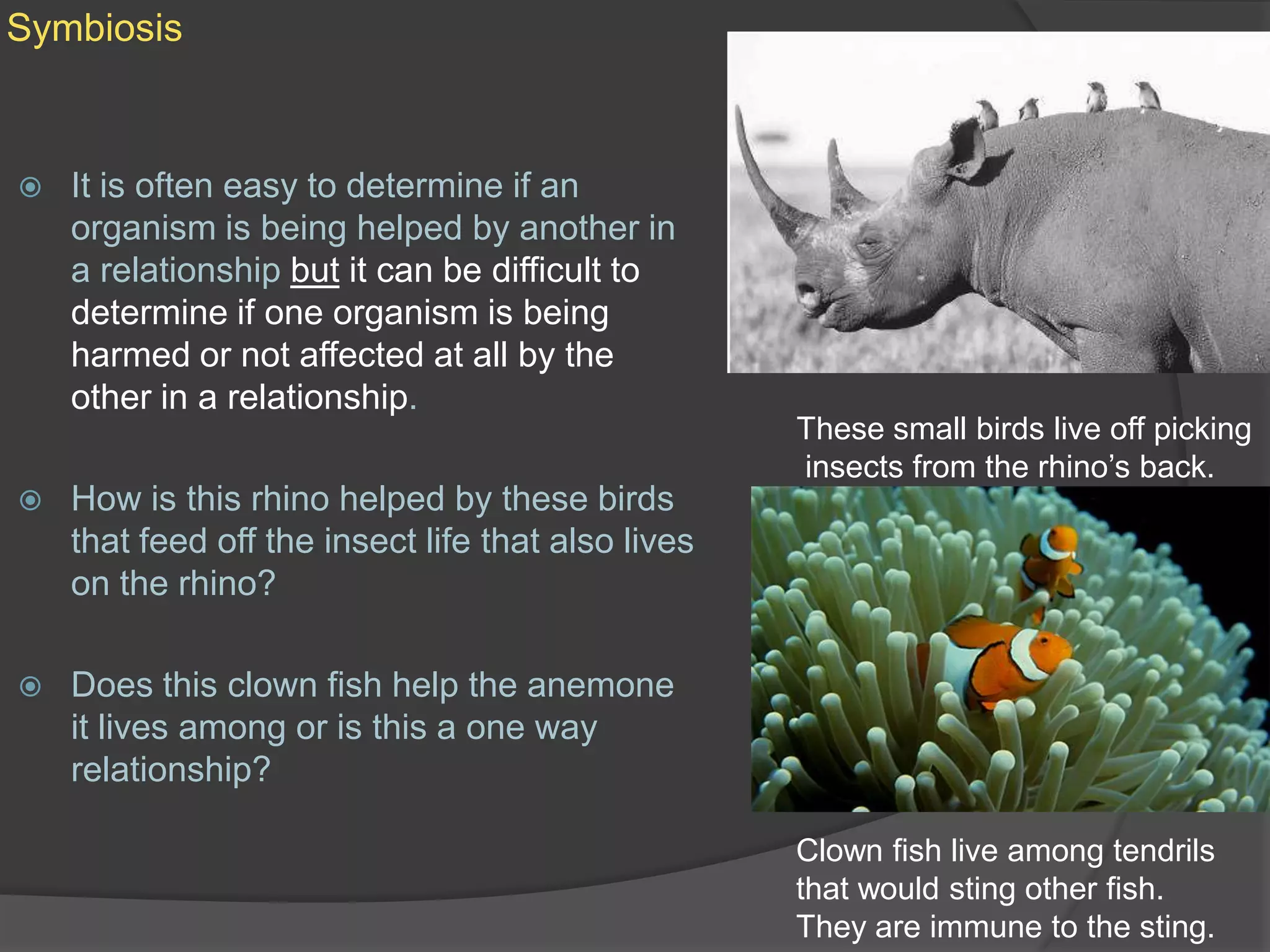 SymbiosisIt is often easy to determine if an organism is being helped by another in a relationship butit can be difficult to determine if one organism is being harmed or not affected at all by the other in a relationship.How is this rhino helped by these birds that feed off the insect life that also lives on the rhino?Does this clown fish help the anemone it lives among or is this a one way relationship?These small birds live off picking insects from the rhino’s back.Clown fish live among tendrilsthat would sting other fish. They are immune to the sting.
