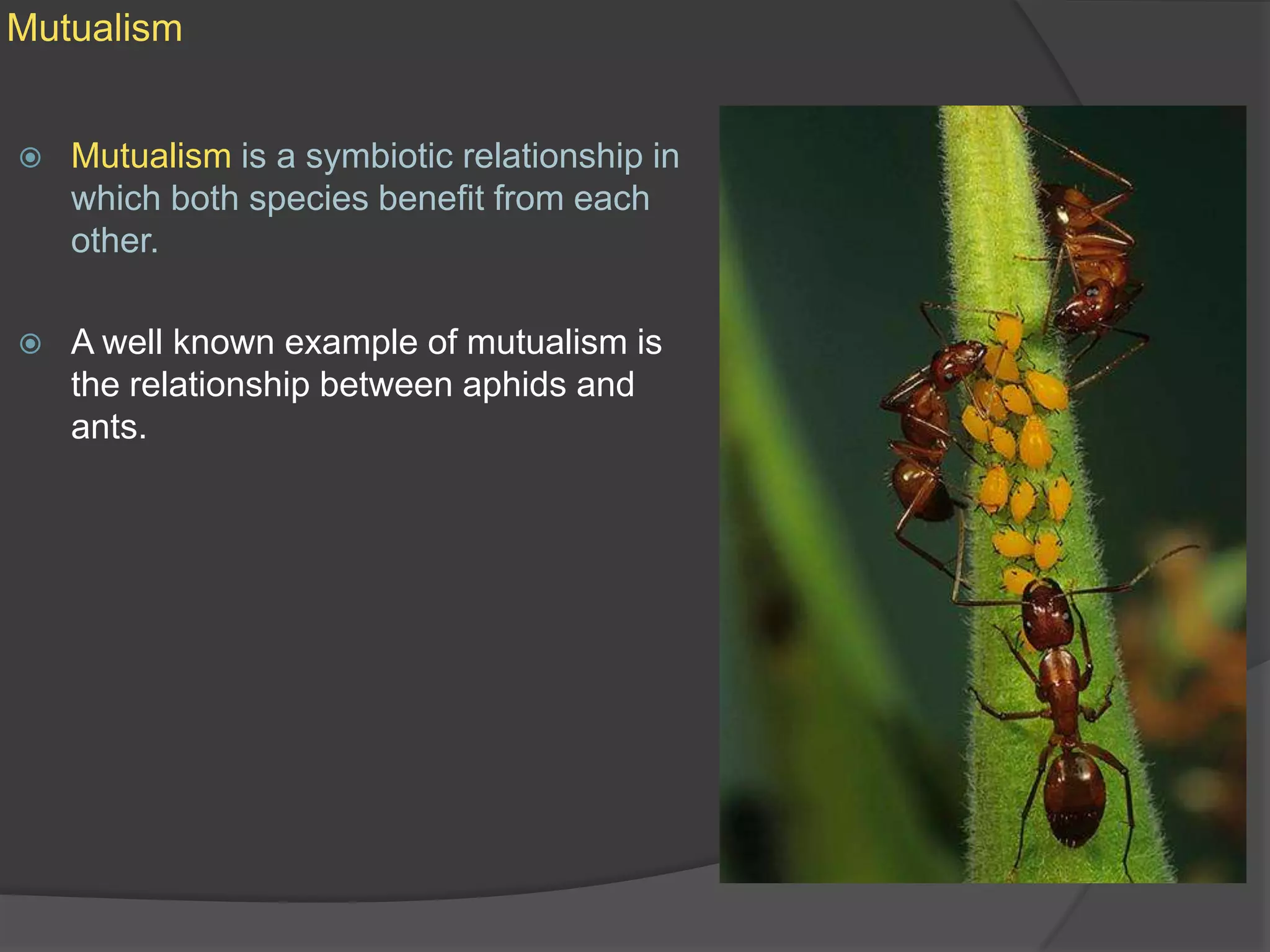 MutualismMutualism is a symbiotic relationship in which both species benefit from each other.A well known example of mutualism is the relationship between aphids and ants.