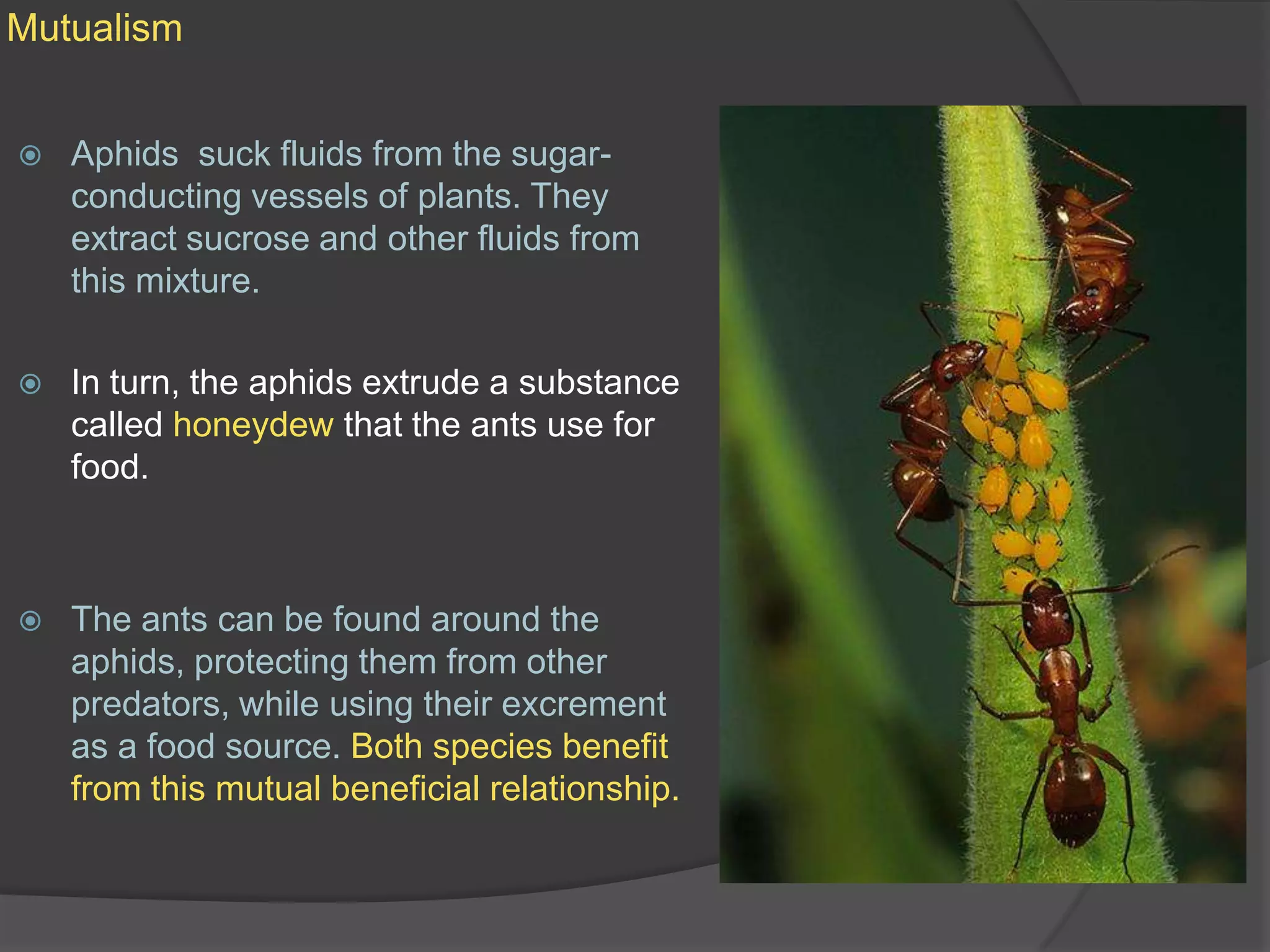 MutualismAphids  suck fluids from the sugar-conducting vessels of plants. They extract sucrose and other fluids from this mixture.In turn, the aphids extrude a substance called honeydew that the ants use for food. The ants can be found around the aphids, protecting them from other predators, while using their excrement as a food source. Both species benefit from this mutual beneficial relationship.