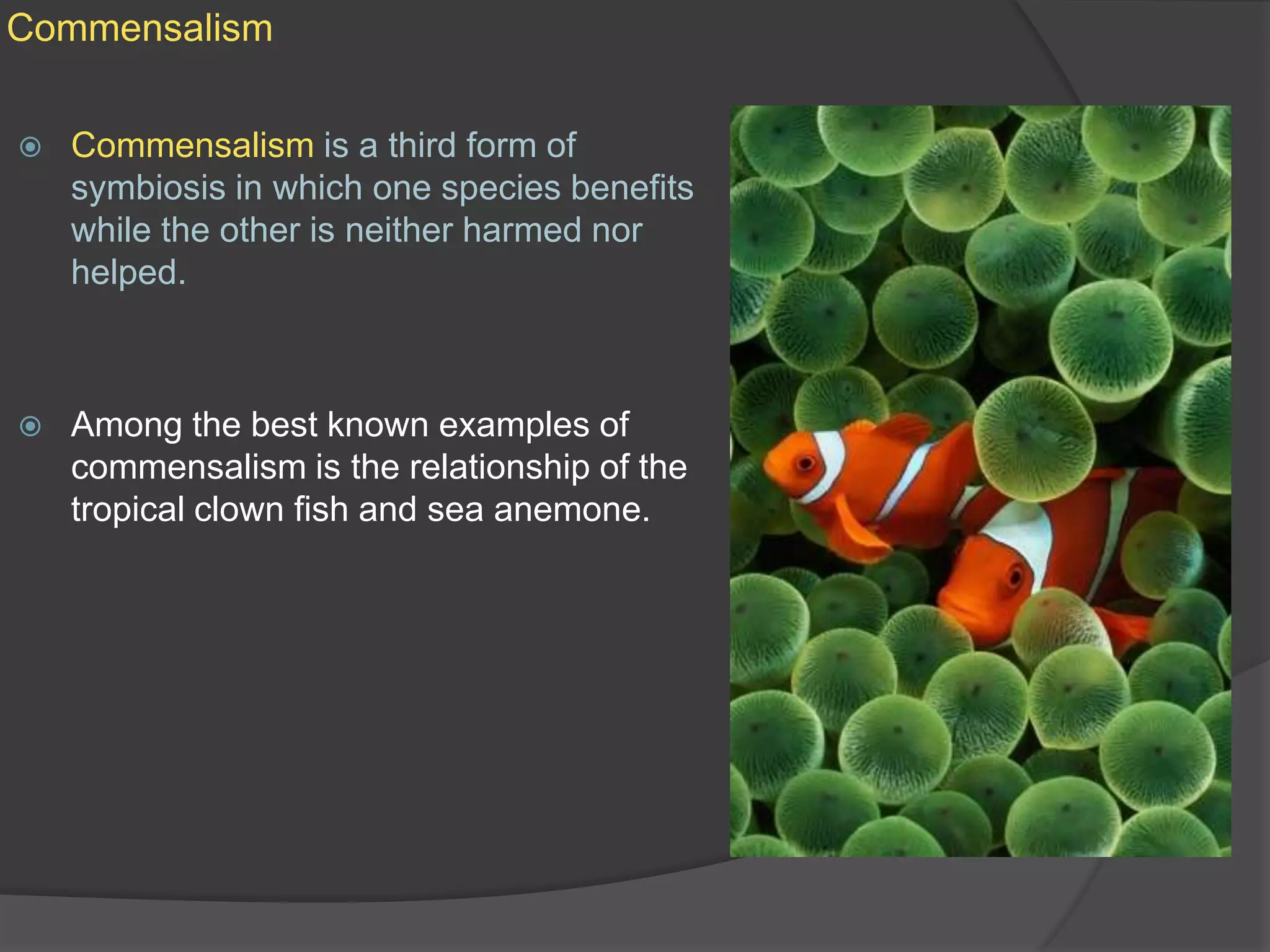 CommensalismCommensalism is a third form of symbiosis in which one species benefits while the other is neither harmed nor helped.Among the best known examples of commensalism is the relationship of the tropical clown fish and sea anemone.