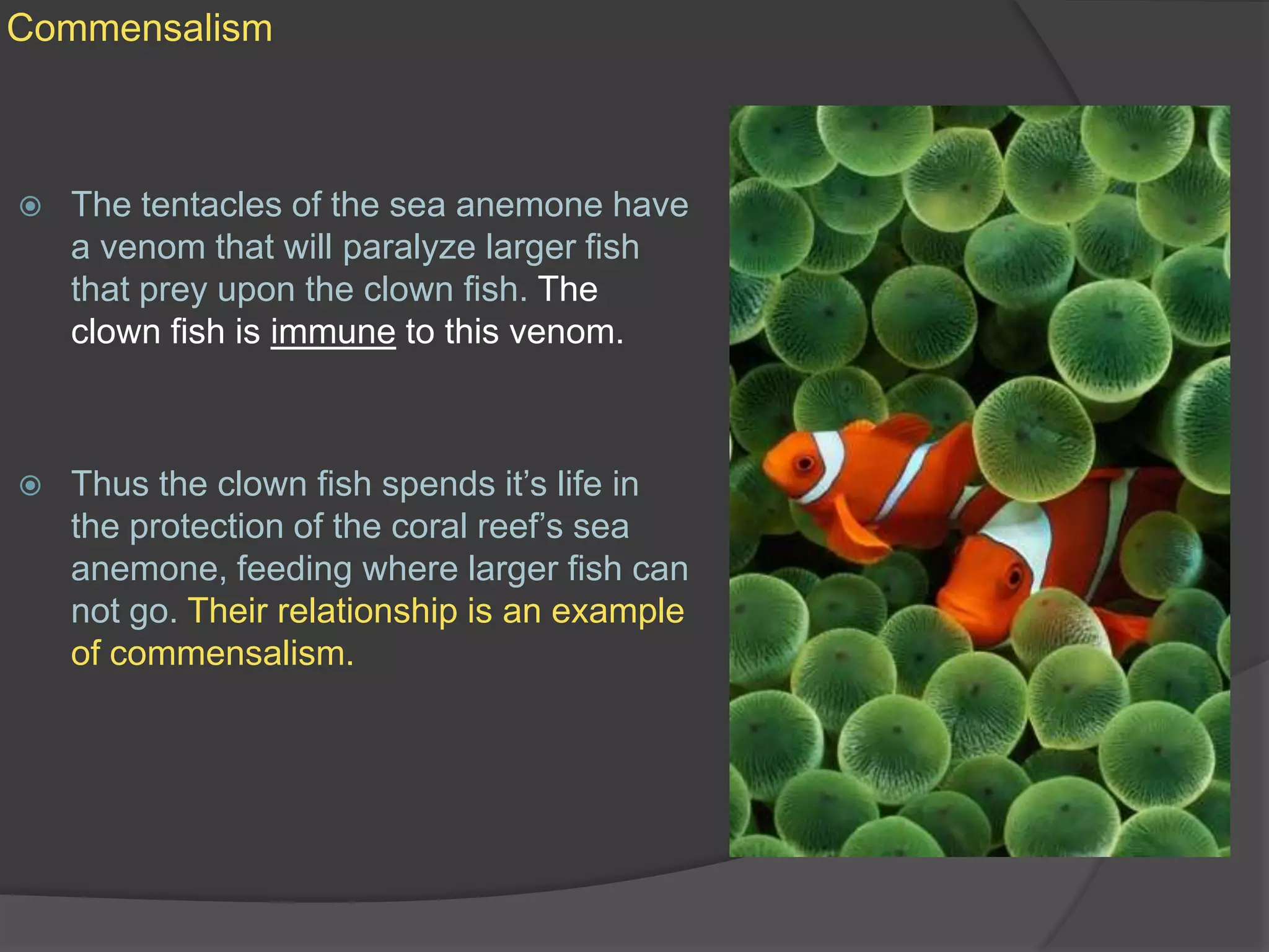 CommensalismThe tentacles of the sea anemone have a venom that will paralyze larger fish that prey upon the clown fish. The clown fish is immune to this venom.Thus the clown fish spends it’s life in the protection of the coral reef’s sea anemone, feeding where larger fish can not go. Their relationship is an example of commensalism.