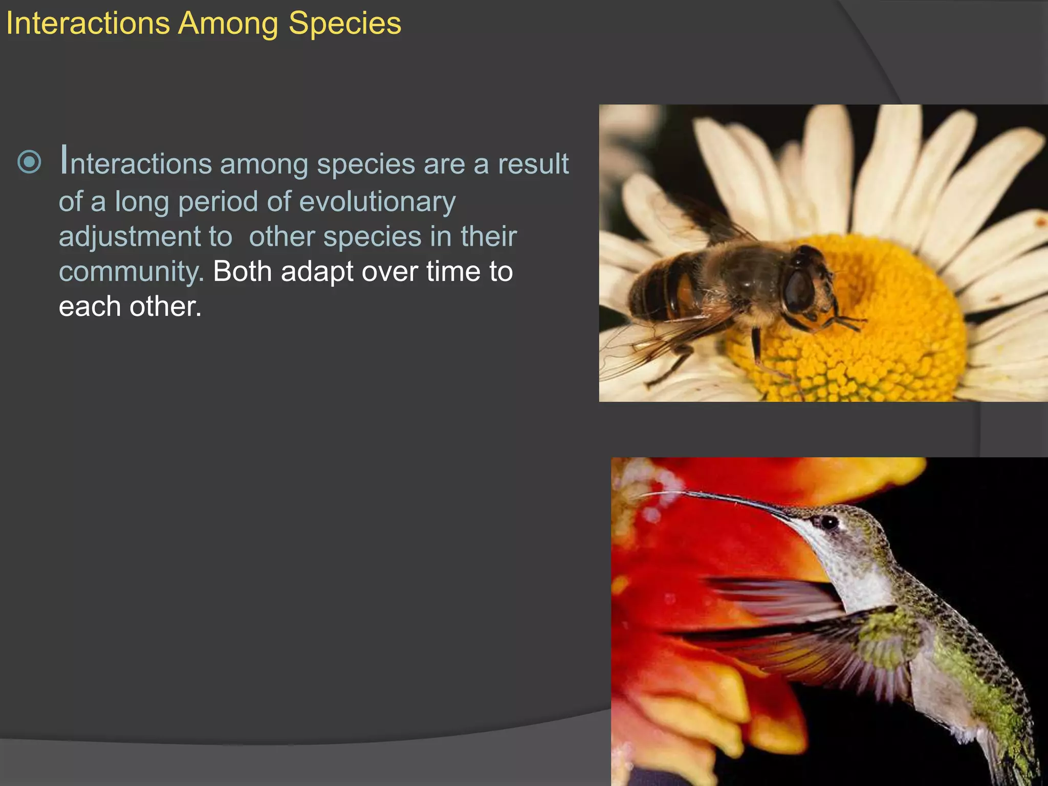 Interactions Among SpeciesInteractions among species are a result of a long period of evolutionary adjustment to  other species in their community. Both adapt over time to each other.