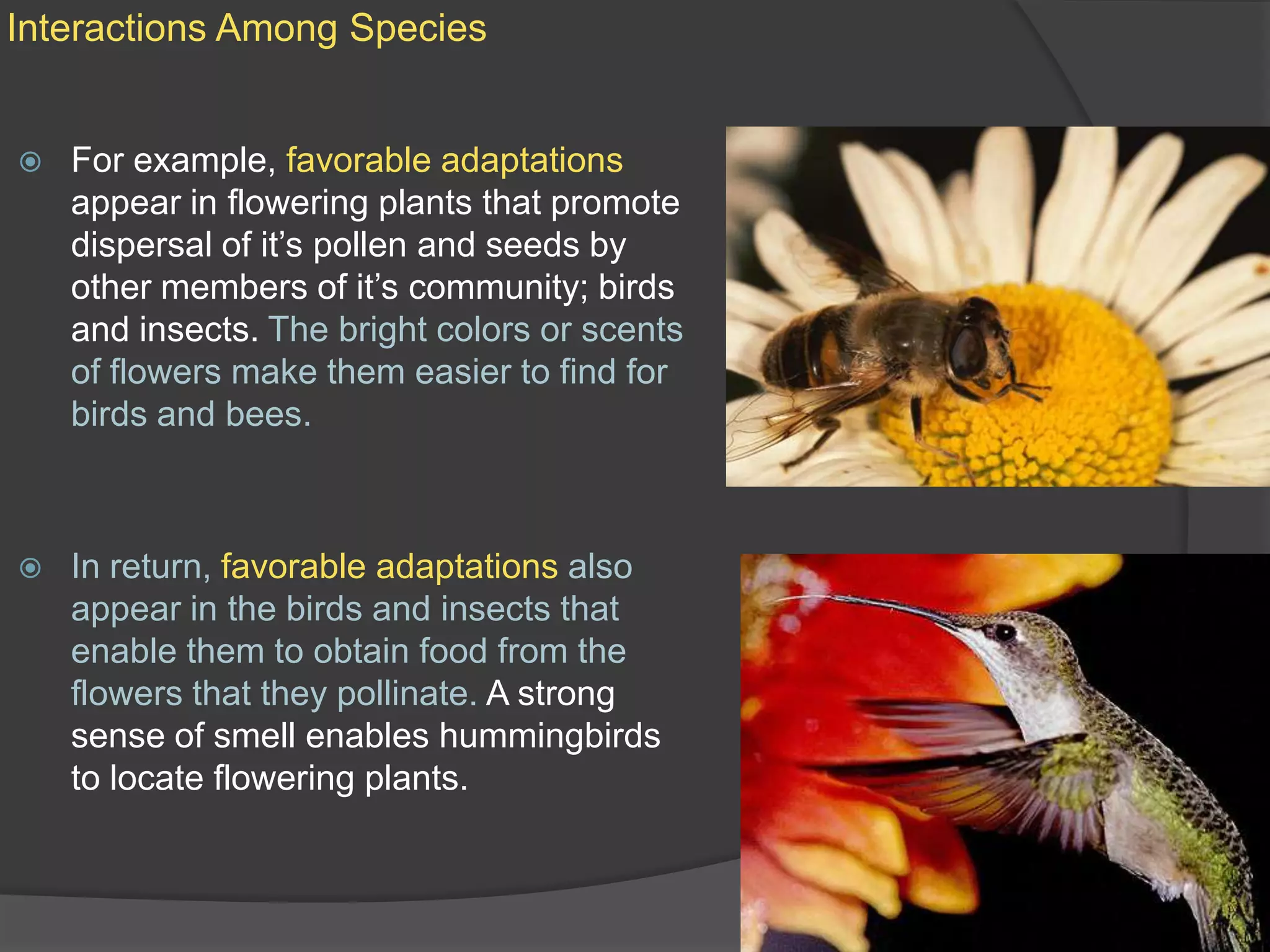 Interactions Among SpeciesFor example, favorable adaptations appear in flowering plants that promote dispersal of it’s pollen and seeds by other members of it’s community; birds and insects. The bright colors or scents of flowers make them easier to find for birds and bees.In return, favorable adaptations also appear in the birds and insects that enable them to obtain food from the flowers that they pollinate. A strong sense of smell enables hummingbirds to locate flowering plants.