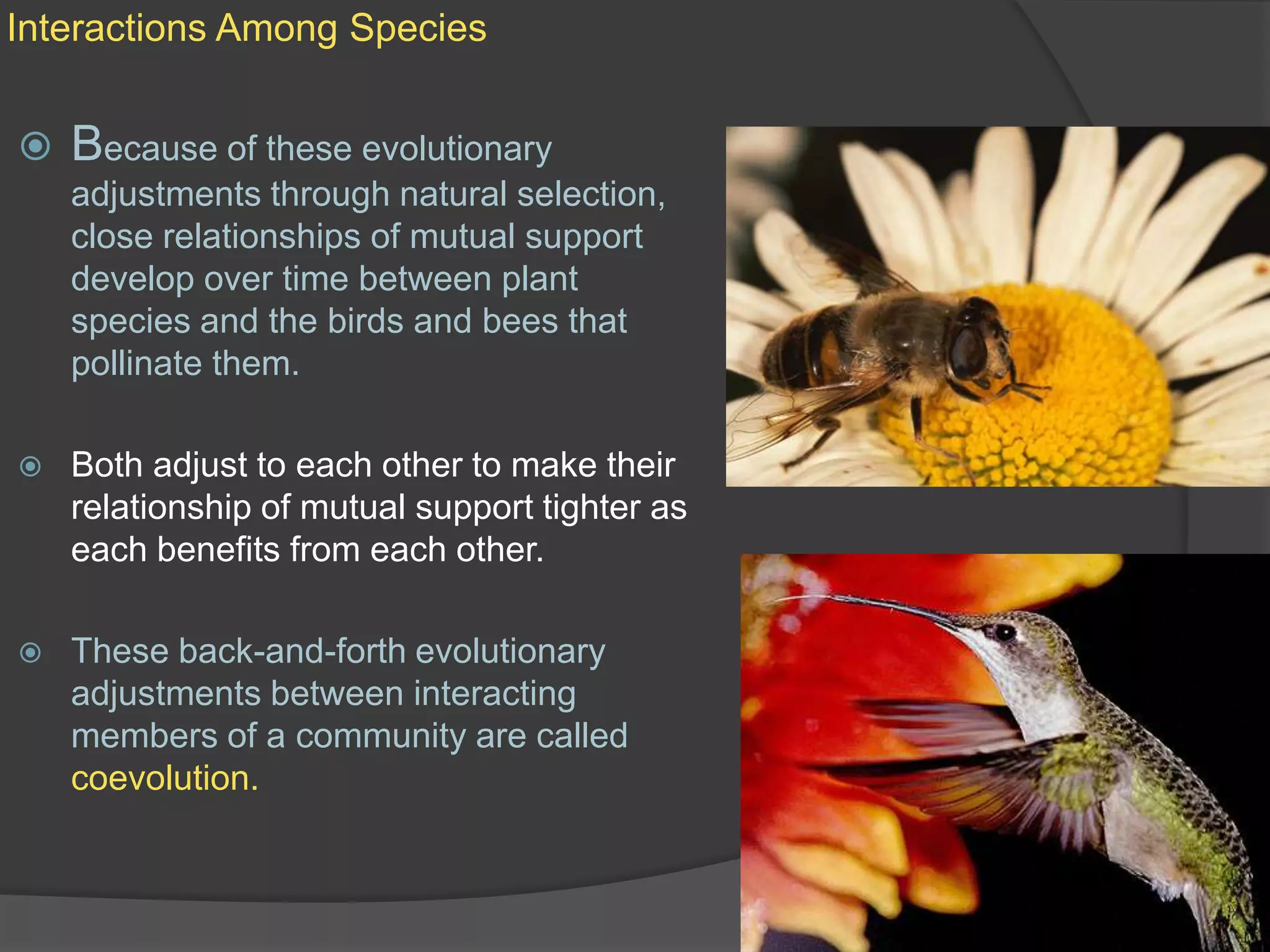 Interactions Among SpeciesBecause of these evolutionary adjustments through natural selection, close relationships of mutual support develop over time between plant species and the birds and bees that pollinate them.Both adjust to each other to make their relationship of mutual support tighter as each benefits from each other.These back-and-forth evolutionary adjustments between interacting members of a community are called coevolution.