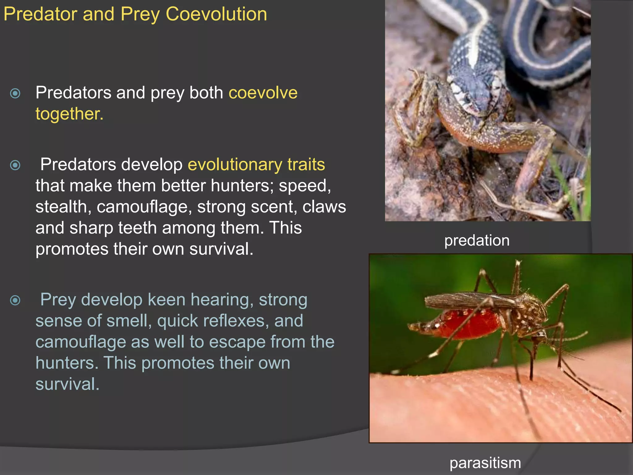 Predator and Prey CoevolutionPredators and prey both coevolve together. Predators develop evolutionary traits that make them better hunters; speed, stealth, camouflage, strong scent, claws and sharp teeth among them. This promotes their own survival.Prey develop keen hearing, strong sense of smell, quick reflexes, and camouflage as well to escape from the hunters. This promotes their own survival.predationparasitism