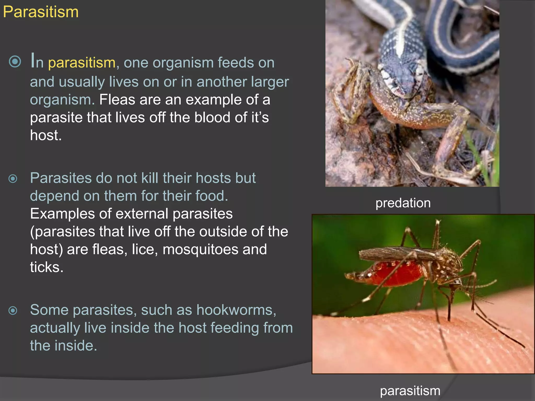 ParasitismIn parasitism, one organism feeds on and usually lives on or in another larger organism. Fleas are an example of a parasite that lives off the blood of it’s host.Parasites do not kill their hosts but depend on them for their food. Examples of external parasites (parasites that live off the outside of the host) are fleas, lice, mosquitoes and ticks. Some parasites, such as hookworms, actually live inside the host feeding from the inside.predationparasitism
