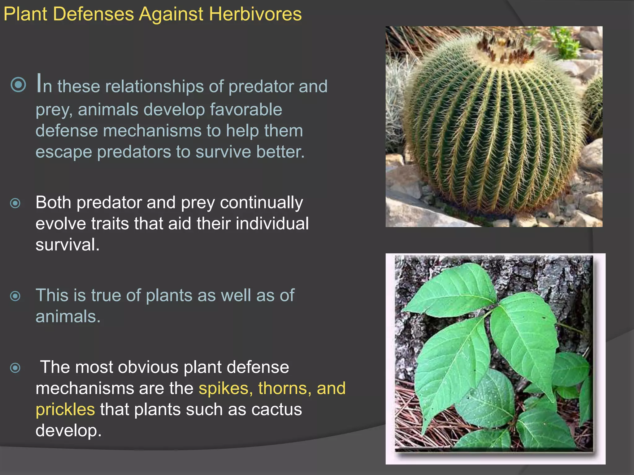 Plant Defenses Against HerbivoresIn these relationships of predator and prey, animals develop favorable defense mechanisms to help them escape predators to survive better. Both predator and prey continually evolve traits that aid their individual survival.This is true of plants as well as of animals.The most obvious plant defense mechanisms are the spikes, thorns, and prickles that plants such as cactus develop.
