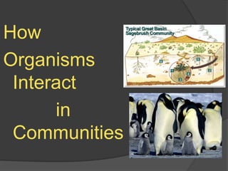 How Organisms     Interact           in Communities 