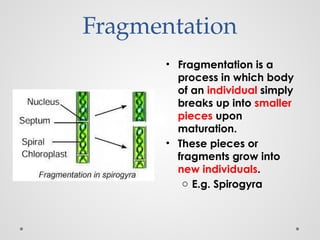 How Organism's Reproduce class 10 biology | PPTX