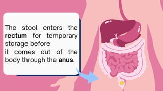 How Our Digestive System Works? It's organs- the mouth, esophagus ...