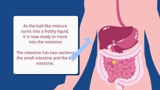 How Our Digestive System Works Educational Video in Flat Graphic Flat ...