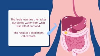 How Our Digestive System Works Educational Video in Flat Graphic Flat ...