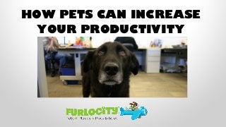 HOW PETS CAN INCREASE
YOUR PRODUCTIVITY
 