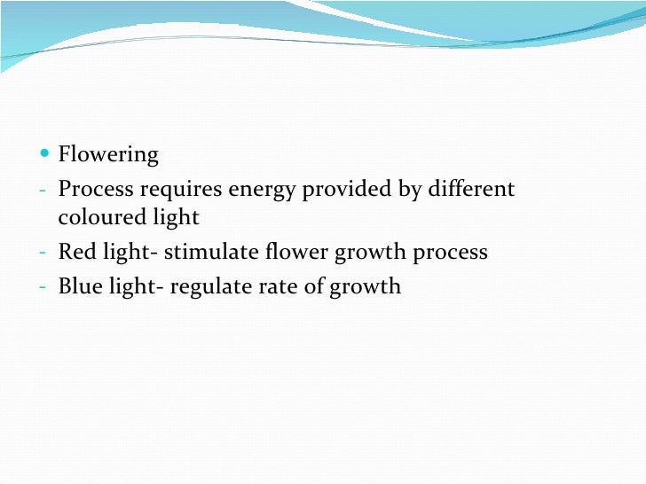 How plant absorb sunlight