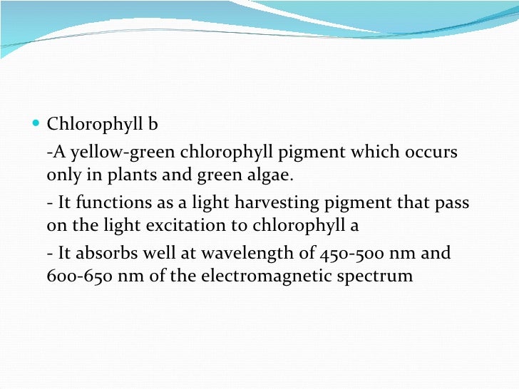How plant absorb sunlight How plant absorb sunlight