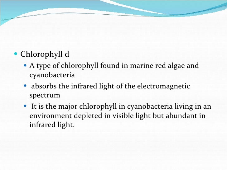 How plant absorb sunlight