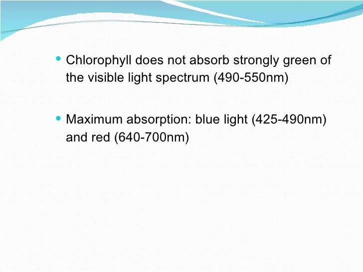 How plant absorb sunlight