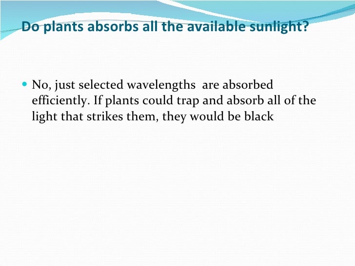 How plant absorb sunlight