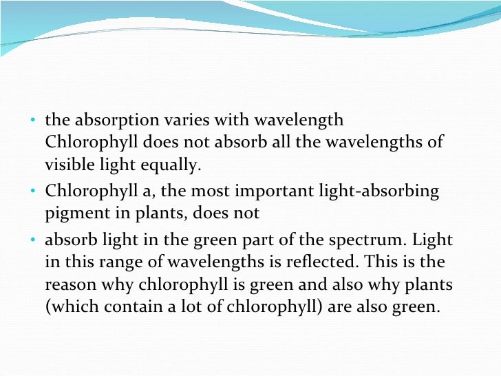 How plant absorb sunlight
