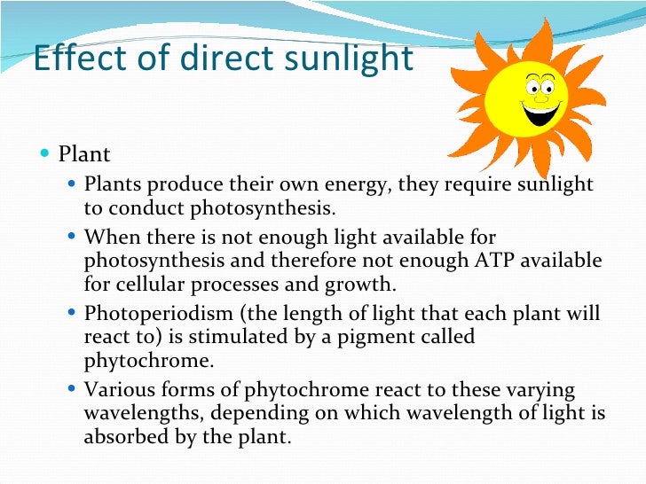 How plant absorb sunlight