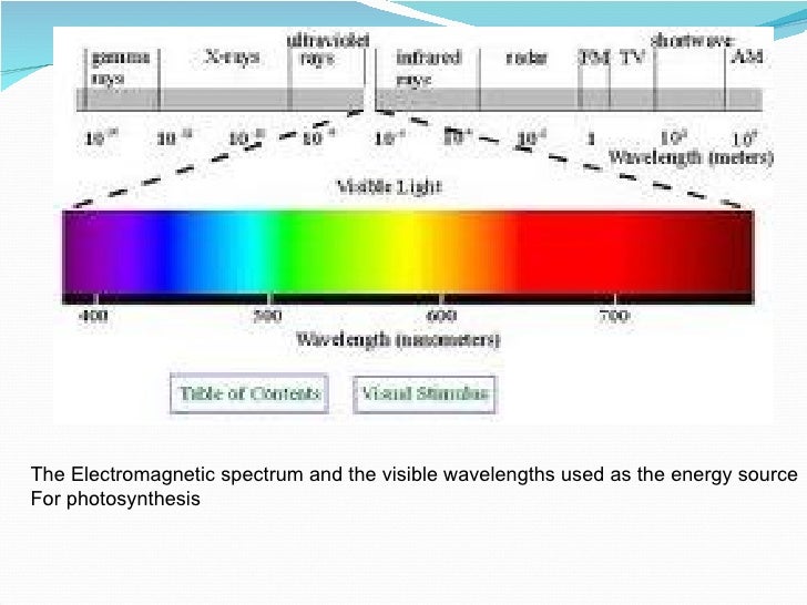 How plant absorb sunlight