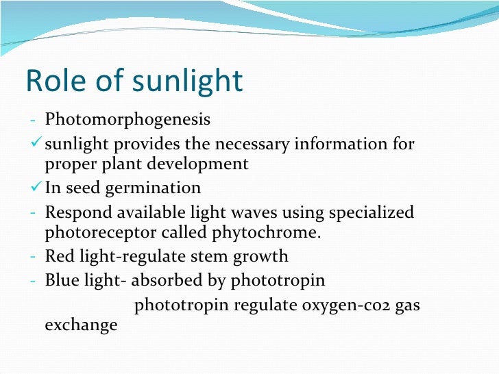 How plant absorb sunlight