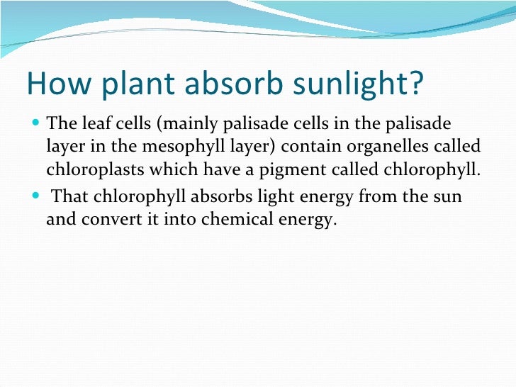 How plant absorb sunlight